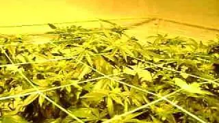 week 4 flower hindu kush     cheese