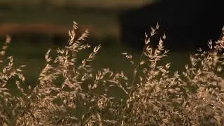Video Background Stock Footage Free ( beautiful fantasy autumn stage background video led )