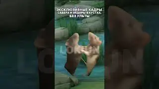 #mlbb #mlbbmeme #mlbbmoments #mobilelegend #mobilelegends #млбб #млббмемы #mlbbmemes #млббприколы