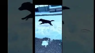 POV: sledding #highlights #dog #dogshorts #dogvideos #sledding #sleddingfun #pov #povs #jackass