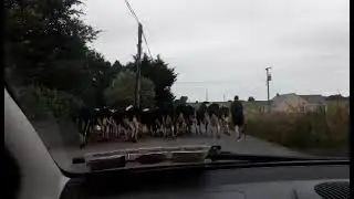 Irish Road Block☘️☘️☘️