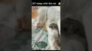 Adorable CAT Sleeps With A Rat?#shorts