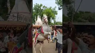 #kathiawari_horses #kudava vala horse #radha #