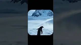 penguin story|2026 viral video #shorts #painful #penguin