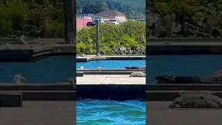 #animals #animalshorts #harborseal #goldbeach