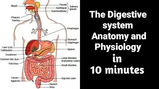 The Digestive system anatomy and Physiology SUMMARY in 10 minutes