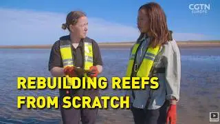 Restoring Europe&rsquo;s Lost Oyster Reefs