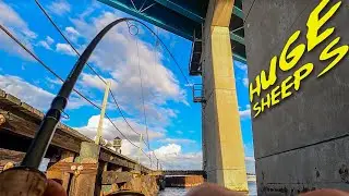 Catching Huge Sheepshead with Fiddler Crabs - Florida Bridge Fishing