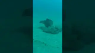 Butterfly rays