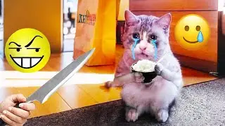 Cats Meme Takes Funny Cat Videos to the Next Level! 😹