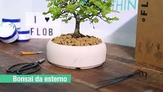 FLOB | Bonsai di Quercia!