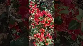🆔-Breza Red Bougainvillea 🌿 300+Verity Available #HighBlomingBouganvillea #300plusverity