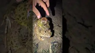 Catching and touching funny frogs | Laugh out loud of funny frog | Frog catcher funny