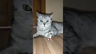 Не спится без папки #cat #веселыекоты #юмор #прикольныекоты #кот #видосыоткота #котики #смешновидео