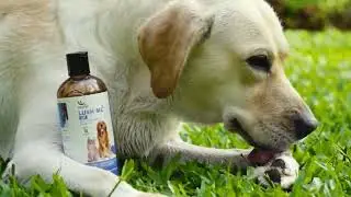 LUSH ME UP | PET ANTI HAIRFALL SHAMPOO