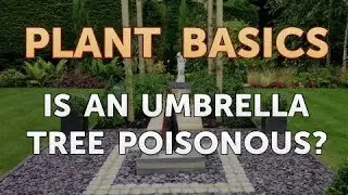 Is an Umbrella Tree Poisonous?
