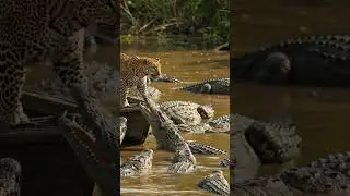 Leopard on boat to bite Crocodiles in river #animallife #wildlife #animals #animals