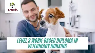 Introducing Lantra's NEW Level 3 Work Based Diploma in Veterinary Nursing