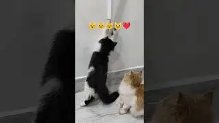 cartoon cats ki shararat ❤️