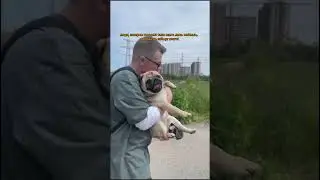 ☺️🫶 #собака #mypug #dog #pug #собаки #животные #топ #pets #pugh