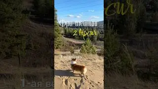 Умственная игра для собаки #корги #собака #корж #суперсобака #corgi #питомец #собаки