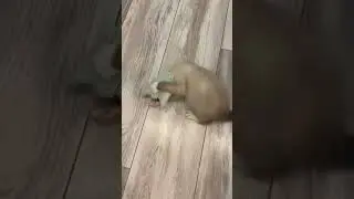 Look, it looks like he didn't like the hat