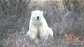 Белый медведь. Национальный парк Вапуск (Канада) - A polar bear. Wapusk National Park (Canada)