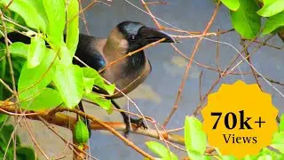 Struggle Of Crow For Making Nest |House Crow|Indian Wildlife|