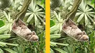 Sloth Falls Asleep While Climbing A Tree