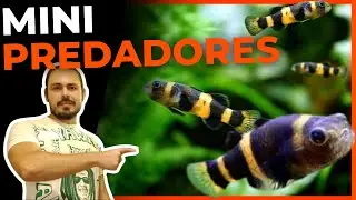🔴TOP 5 MINI PEIXES PREDADORES PARA AQUÁRIOS |Mr. Betta|