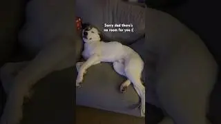 Sorry Dad&hellip; Couch&rsquo;s Taken 🐾 #DailyDabs #Shorts