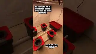 How to build hydroponic RDWC 6 bucket indoor grow setup #shorts #dwc #rdwc #diy #howto