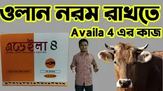 গরুর ওলান নরম রাখতে Availa 4 এর কাজ ও ব্যবহার | Availa 4 কিভাবে ব্যবহার করবেন জেনেনিন