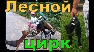 Артисты лесного цирка  Les artistes du cirque de la&nbsp;for&ecirc;t