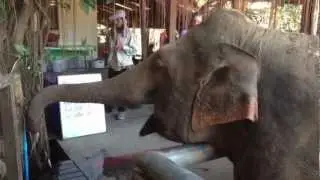 Volunteer Working at the Elephant Nature Park in Chiang Mai