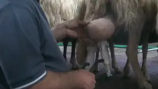 Mungitura Pecore. ( Figliate di razza Sarda.)