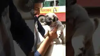 8650006680 Toy Dog Market Cute Pug Active Puppy for sale  pure quality by Rohit Pet Care Dog Kennel