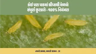 કોઈ પણ પાકમાં થ્રીપ્સથી મેળવો સંપૂર્ણ છૂટકારો - ૧૦૦% નિયંત્રણ | તમારો સવાલ,અમારો જવાબ  (ભાગ - ૩૨)