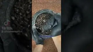 Oreo roll Bz sbs s s sd