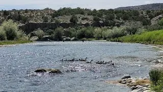 The Trout Vacuum two fly nymph rig,  Fishing the San Juan River using AK #2 Rigging system