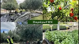 4.&Pi;&Alpha;&Rho;&Alpha;&Gamma;&Omega;&Gamma;&Eta;&Nu;: &Omicron;&iota; &epsilon;&lambda;&iota;έ&sigmaf; &tau;&omicron;&upsilon; &delta;ή&mu;&omicron;&upsilon; &Theta;&epsilon;&sigma;&sigma;&alpha;&lambda;&omicron;&nu;ί&kappa;&eta;&sigmaf; & &eta; &gamma;&nu;&omega;&rho;&iota;&mu;ί&alpha; &mu;&epsilon; &tau;&eta;&nu; &Kappa;&Omicron;&Iota;&Nu;&Sigma;&Epsilon;&Pi; &laquo;&Tau;&rho;&epsilon;&lambda;ή &Rho;&omicron;&delta;&iota;ά&raquo;