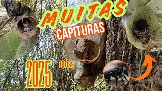 Revisão e Muitas capituras de bora, tubuna e Jataí...