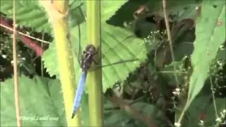 Keeled skimmer