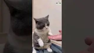 Манчкинские кошки | Коротконогий кот