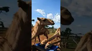 Camels at Kaynela Farms! Come for a ride. #farmlife #farmadventure #camel #farm