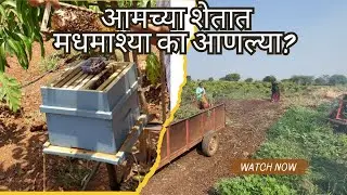 आजचे काम: आमच्या शेतात मधमाश्या का आणल्या?