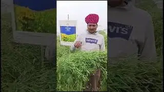 Shriram 1666 sarso no. sarso bharat me mustard alwar. #alwar