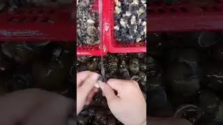The Quickest Way to Extract River Snail Meat | 🇺🇸🇬🇧🇨🇦 #foodprocessing  #shorts