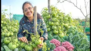 छत पर उग गईं London Canada वाली सब्ज़ियाँ, किसी ने सोचा भी नहीं था खेत नहीं, Terrace ही काफी है