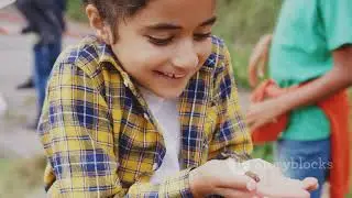 Observation game, Nature Detectives